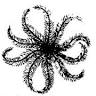The Feather Star