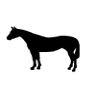 The Gray Mare