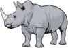 Healthy Rhino