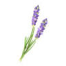 The Lavender Spa