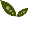 The Little Seedling