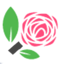 The Morning Rose