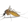 The Mosquito Eaters