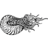 The Nautilus