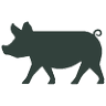 The Painted Pig