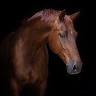 The Parklands Stables