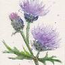 Thistles 'n Things