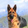 Dr. Christine Schaller - Verhaltenstherapie und Hundetraining