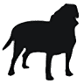 Veterinary practice Dambach