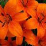 Tiger Lily Realty Inc