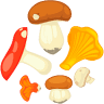 Touchwood Mushrooms