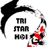 Tri-Star Koi (By Appointment)