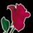 Absolutely Flowers
