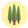 Pioppicoltura Piemonte - Vivai Mollo