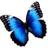 Butterflies at the Vliet