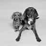Wags Daycare for Dogs