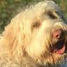 Walk and Wag