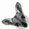 Wallaby Fiesta - Bunya Mountain Accommodation