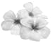 Westford Dermatology & Cosmetic Center