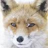 West Oxford Animal Rescue