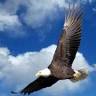 West River Eagle