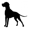 White Dog Studio | Newtown
