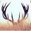 Wholesale Hunter