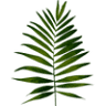 Wildflower and Fern