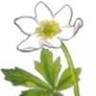 Wildflowers Kindergarten