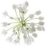 Wild Garlic Event Catering