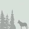 Nuisance Wildlife