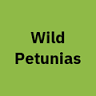 Wild Petunias