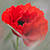 Wimmera Veterans Centre