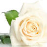 NJ Rose Decorating Center