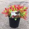 Wanneroo Plant Farm
