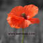 Christmas Truce Memorial