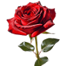 Wylie Flower & Gift