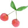 Ohashi Nursery
