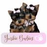 YorkieBabies