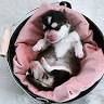 Elevage de Pomsky - Youl'show