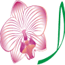 Orchid Dental