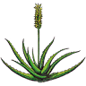 Yerbas Vivas