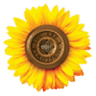 You are a Sunflower - Shkolla 