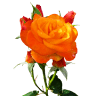 Zauberblume Theiler B.